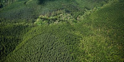 Imagem do post Arauco vende operação florestal no Paraná para a Klabin por US$ 1,16 bilhão